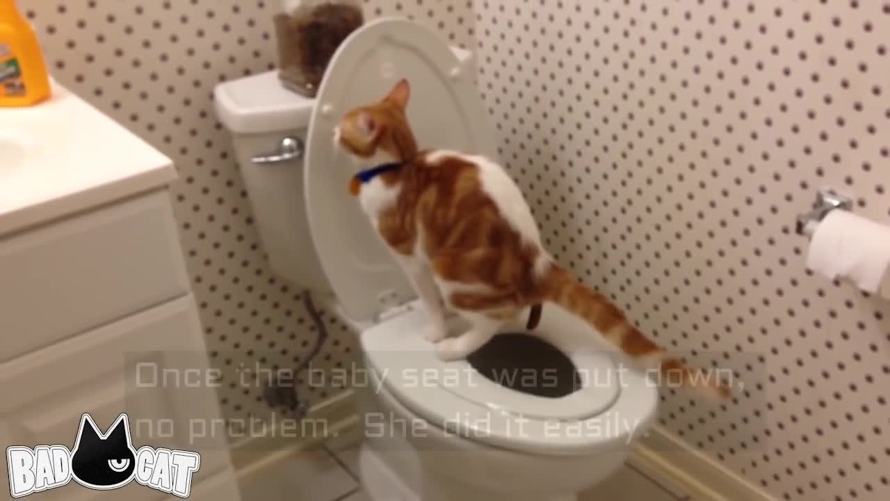 [Step by Step] Cat Toilet Training