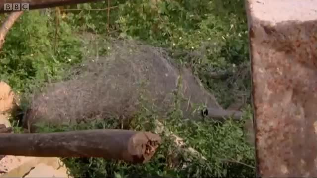 There's Something in the Bushes | Banded Brothers | BBC Earth