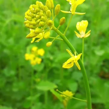 Yello Fallowers In The Plant #Yello_Fallowers_In_The_Plant#animals_Nuture #tortoise #Tortoise