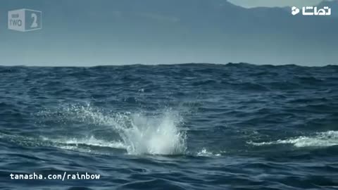 Beautiful jumps of dolphins