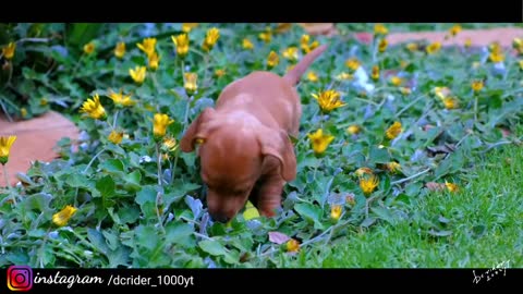 Cute puppy cinematic shot