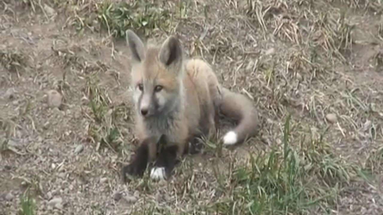 Young Fox Relaxing on the Ground