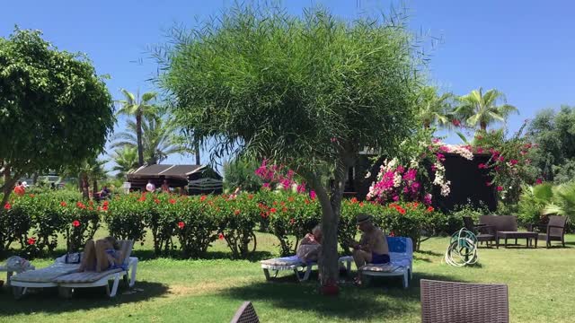 Palm Trees near the Beach