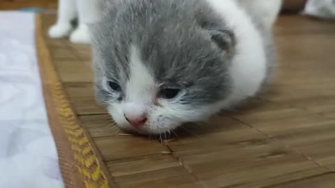 The newborn kitten is so cute