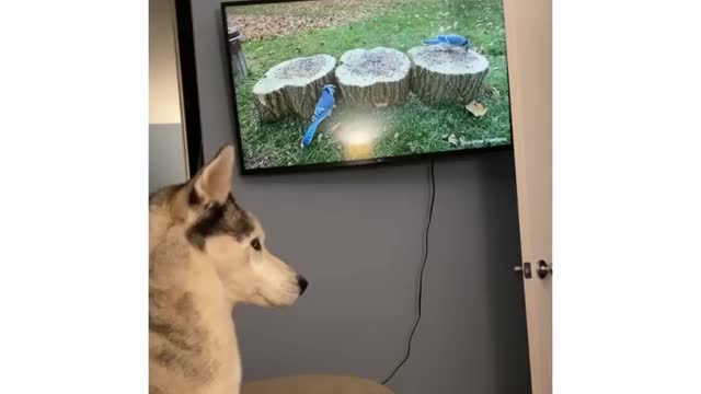 Dog is surprised by the cat's behavior