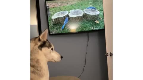 Dog is surprised by the cat's behavior