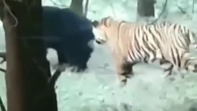 🙀shocking result🙀🙀When🐯king want to Fight with Ballu(bear)🐻🐻