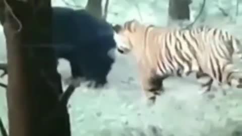 🙀shocking result🙀🙀When🐯king want to Fight with Ballu(bear)🐻🐻