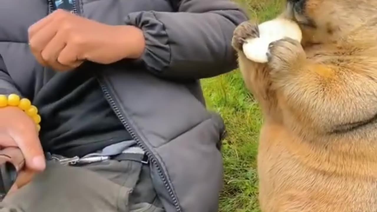 Cute animal video