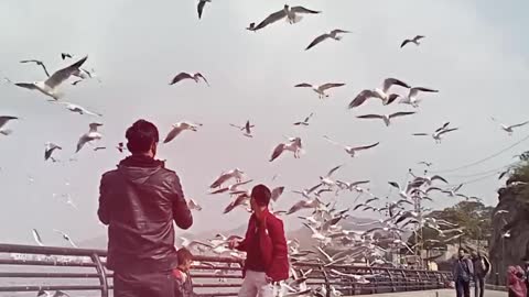 bird enjoying in lake