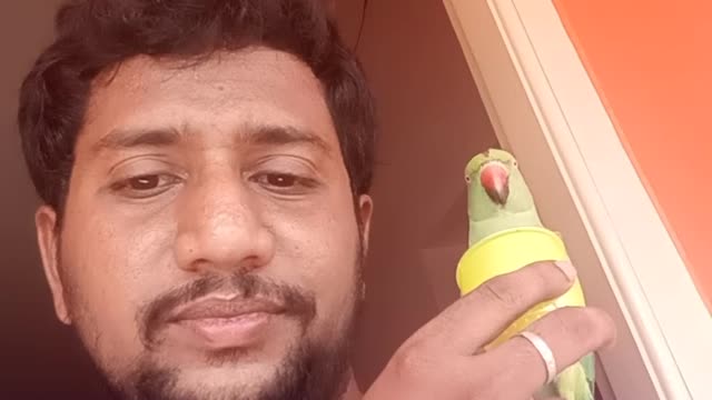 IndianTalking parrot - Meenu kutty - Birds love