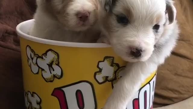 White puppy dogs sit in yellow popcorn container tub