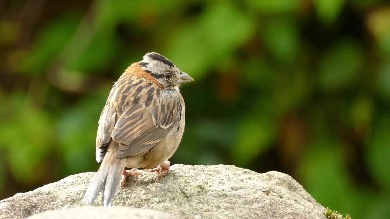 Exotic Birds - Beautiful Bird Sounds In Rainforest