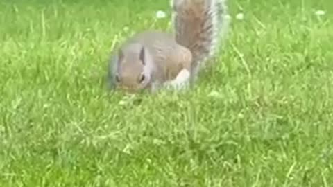 Baby squirrel