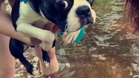 Puppy’s first swim!