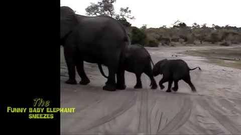 Baby Elephant Funny Video | Amazing Funny Video | 💛 👶