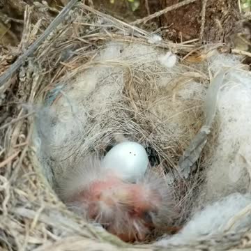 Birds Nest Baby Close Up View