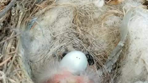 Birds Nest Baby Close Up View