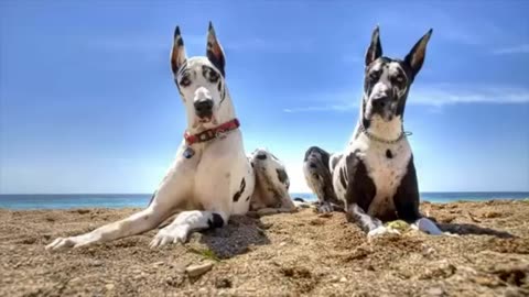 top10 biggest dog breeds in the world