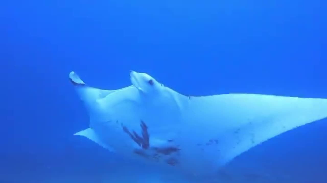 wildlife