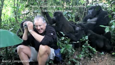 Cute Baby Gorillas Being Naughty On Camera- Cutest Compilation of 2021