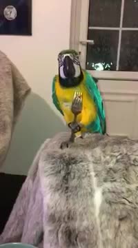 Parrot incredibly eats strawberries with a meal