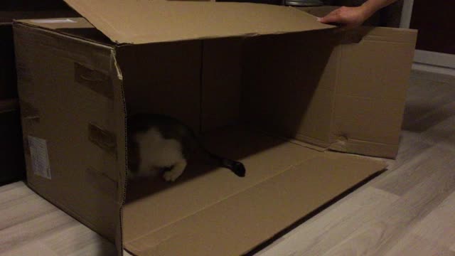 Cute kitties playing in a carboard box