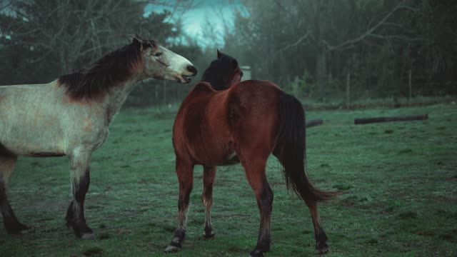 A very funny horse with a group of horses