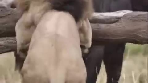 Lion fight with buffalo #animals #viral short