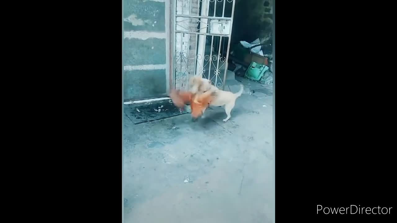 Dogs funny || dog fight ||dog fight with hen