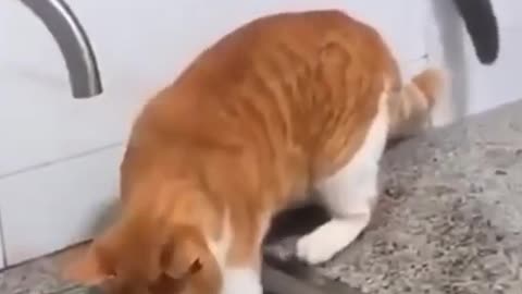 Funny cats compilation