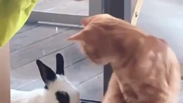 The nasty cat and arrogant rabbit