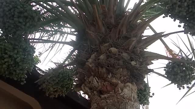 This Tree 🌲 Can Endure 50 Degrees Celsius