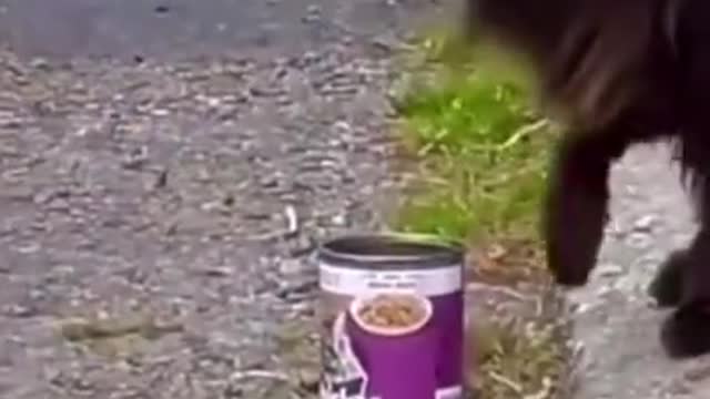 Bird steal a can of food from cute black cat