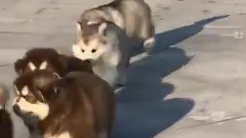 Baby Dogs - Cute and Funny Dog Videos Compilation | Aww Animals