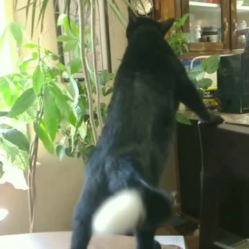 Every winter 🥶 I have a little jungle inside the house (but) I have a cat now!!!