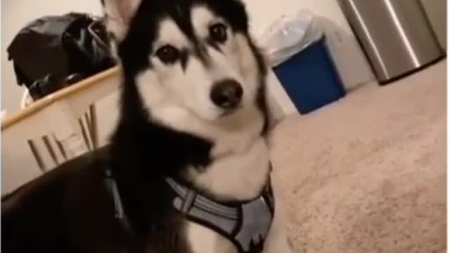 Adorable husky shows off vocals