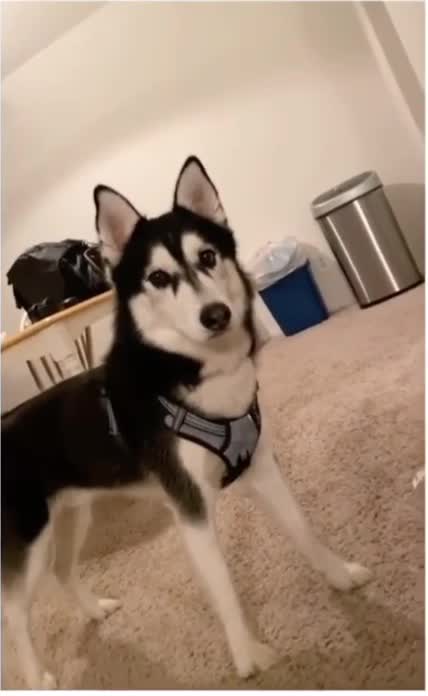 Adorable husky shows off vocals