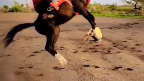 Atiiduut hors