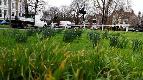 Green Grass between houses In street