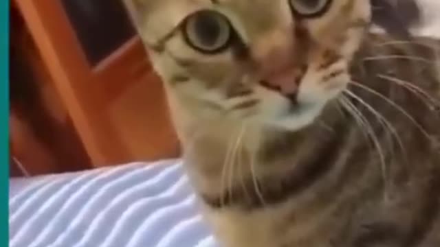 💞😆Cats and dogs fighting very funny😂|| Try not to laugh || #shorts