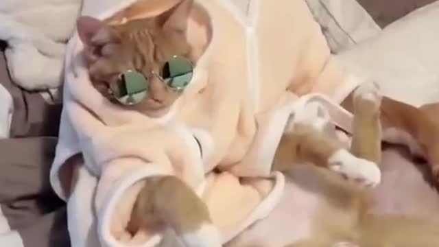 Dog sleep on their house