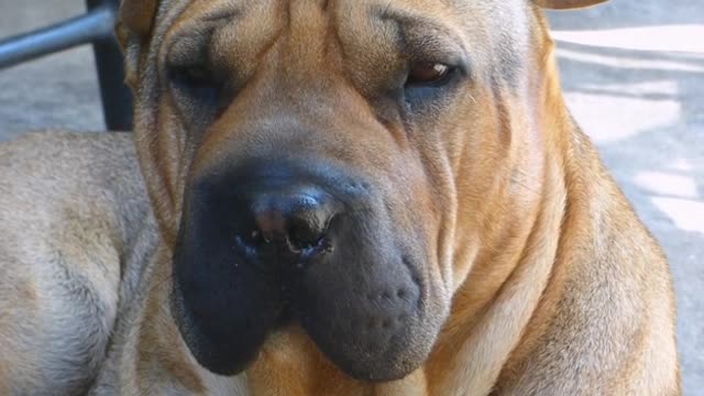 dog to blink eyes