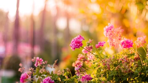 Garden Nature Video - Relaxing and Calm Sounds of Nature and Garden