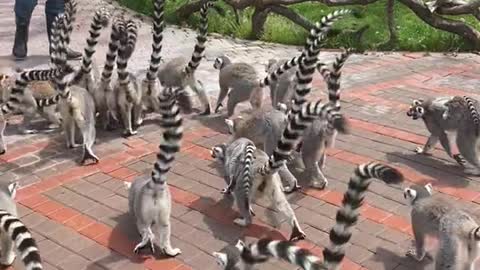 The lemur