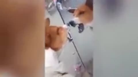 Funny pets video dog and cat