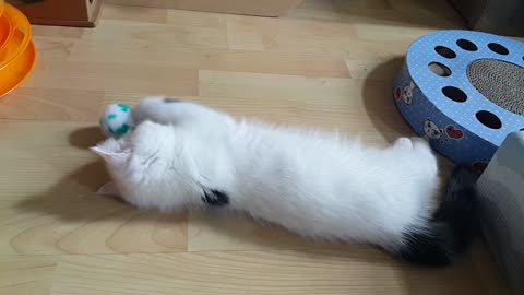 A kitten playing with a ball.