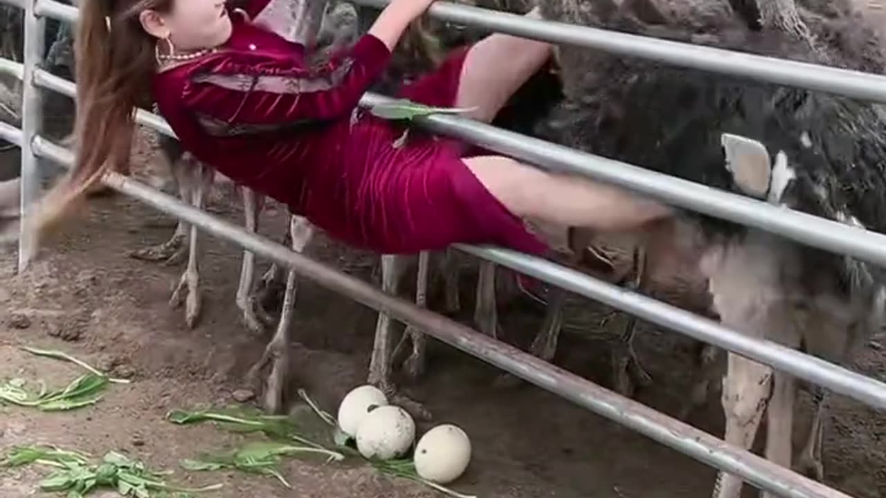 The Art of Ostrich Egg Collecting: Tips and Best Practices