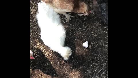 Chickens react to Chicken rubber duckie