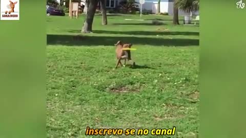 Videos engraçados de animais#13Sorrincho